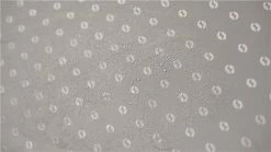 Outwell Universal Extensions - Size 1 -outdoor camping shop 23203 3